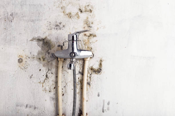 Best Local Mold Removal Service  in River Heights, UT