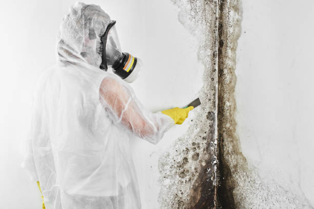Best Mold Removal Process  in River Heights, UT