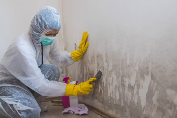 Office Mold Removal Services in River Heights, UT