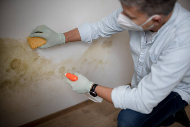 Best Black Mold Removal  in River Heights, UT