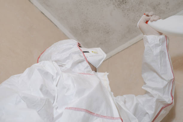 Home Mold Removal in River Heights, UT